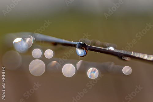 Water drops on willow branches. Close-up. Very soft focus. Macro