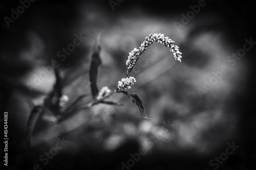 Flower of ladys thumb or Persicaria maculosa plant. Monochome black and white macro close up with massive vignette photo