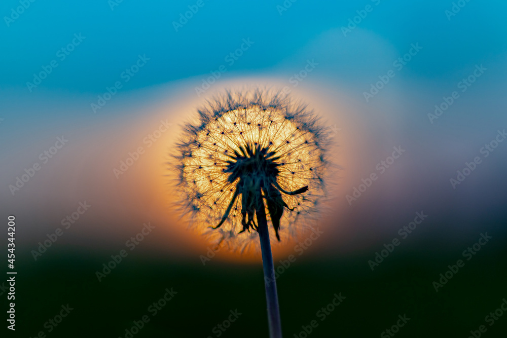 Dandelion on the background of the setting sun. Close-up. Soft focus