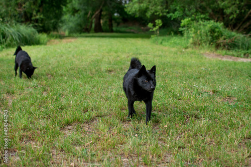 Schipperke - small breed of dog originated in Belgium, miniature sheepdog. Black dog on green grass in nature. 
