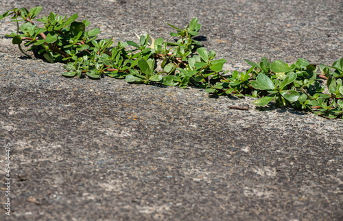 green plants sprouted in cracks in the concrete. Background © Oleh Marchak