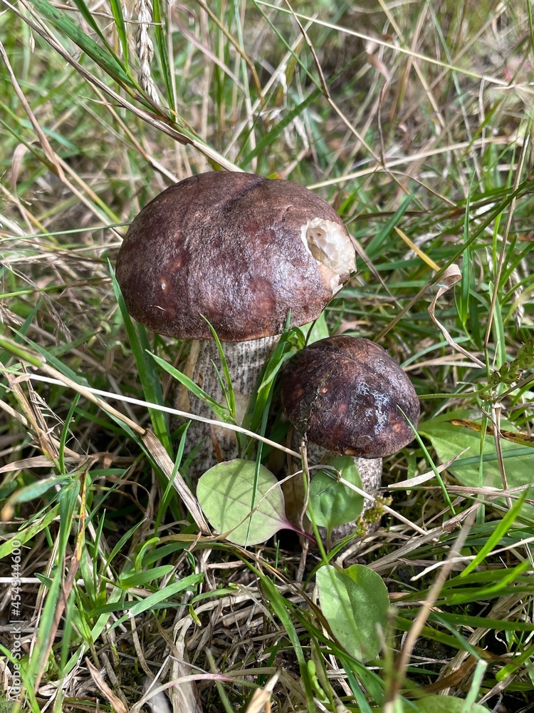 Birkenpilze am Wegesrand Birkenpilze am Wegesrand
