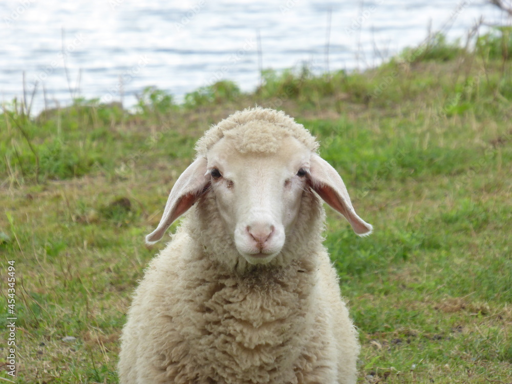 Lamm Portrait Lamm Portrait