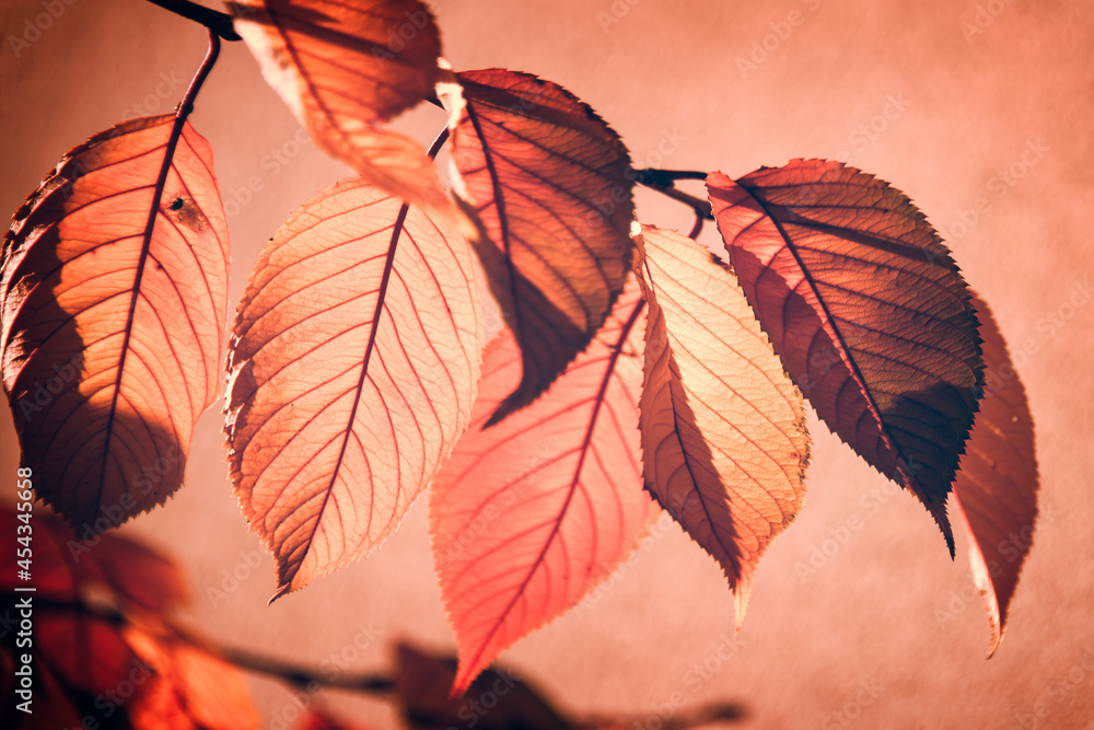 Backlit red fall leaves on a tree branch, pink background - obrazy, fototapety, plakaty 