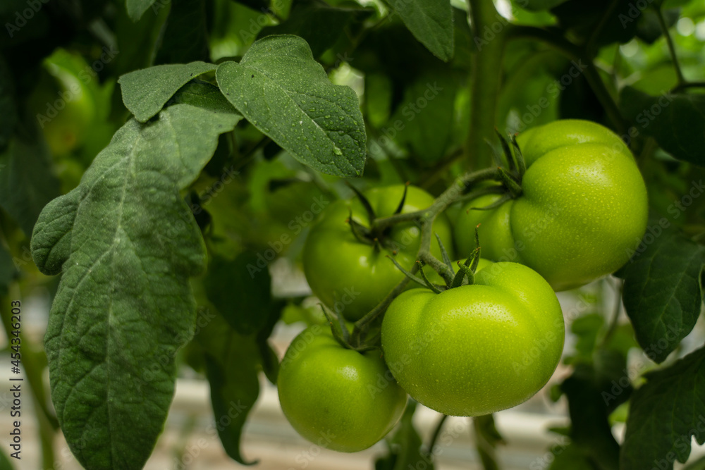 Green tomatoes in a greenhouse hang on a branch Green tomatoes in a greenhouse hang on a branch