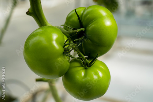 Green tomatoes in a greenhouse close up