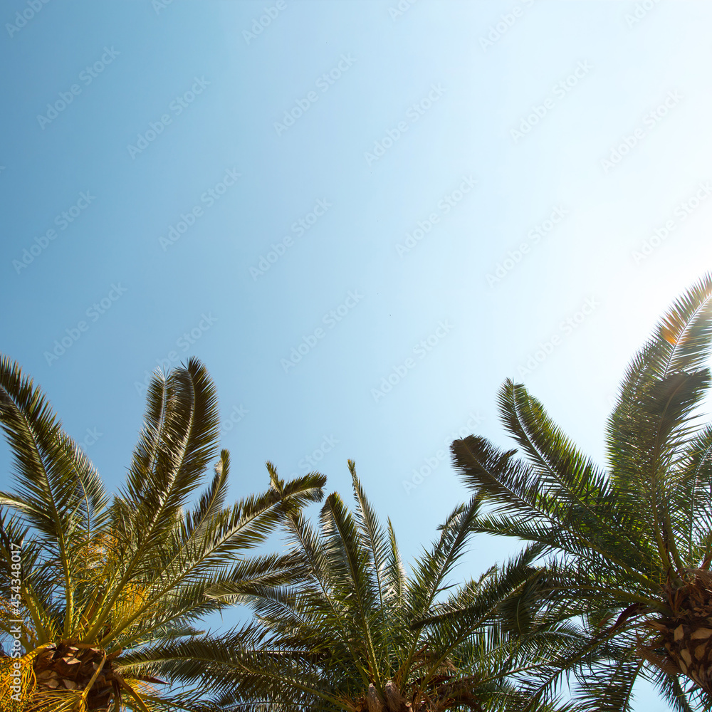 Date palm on the background of a clear blue sky, the concept of summer, mockup, the background for the inscription. Copy space. Date palm on the background of a clear blue sky, the concept of summer, mockup, the background for the inscription. Copy space.