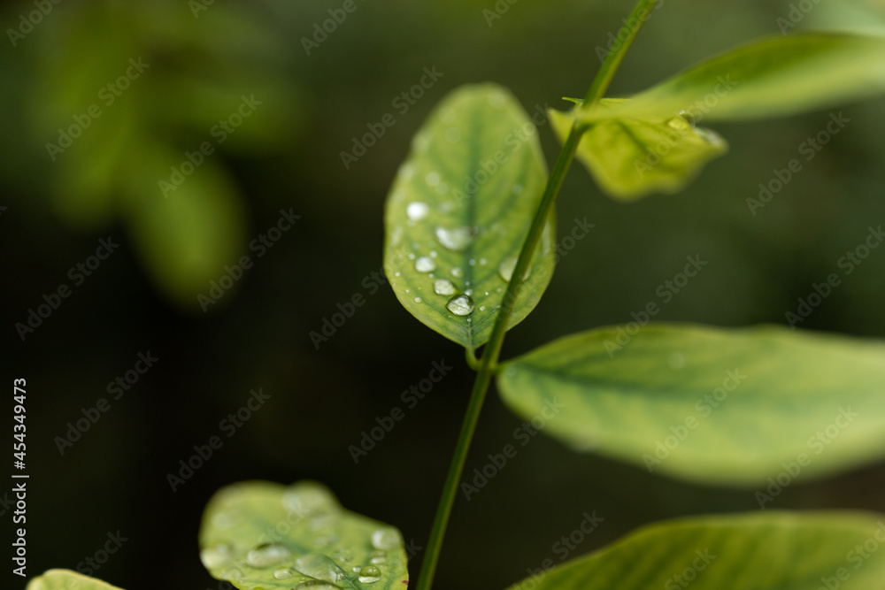After rain Water Drops on Green leaves in the garden pattern background, sparkle of Droplets on surface leaf, color Dark Flat lay Natural background for input text