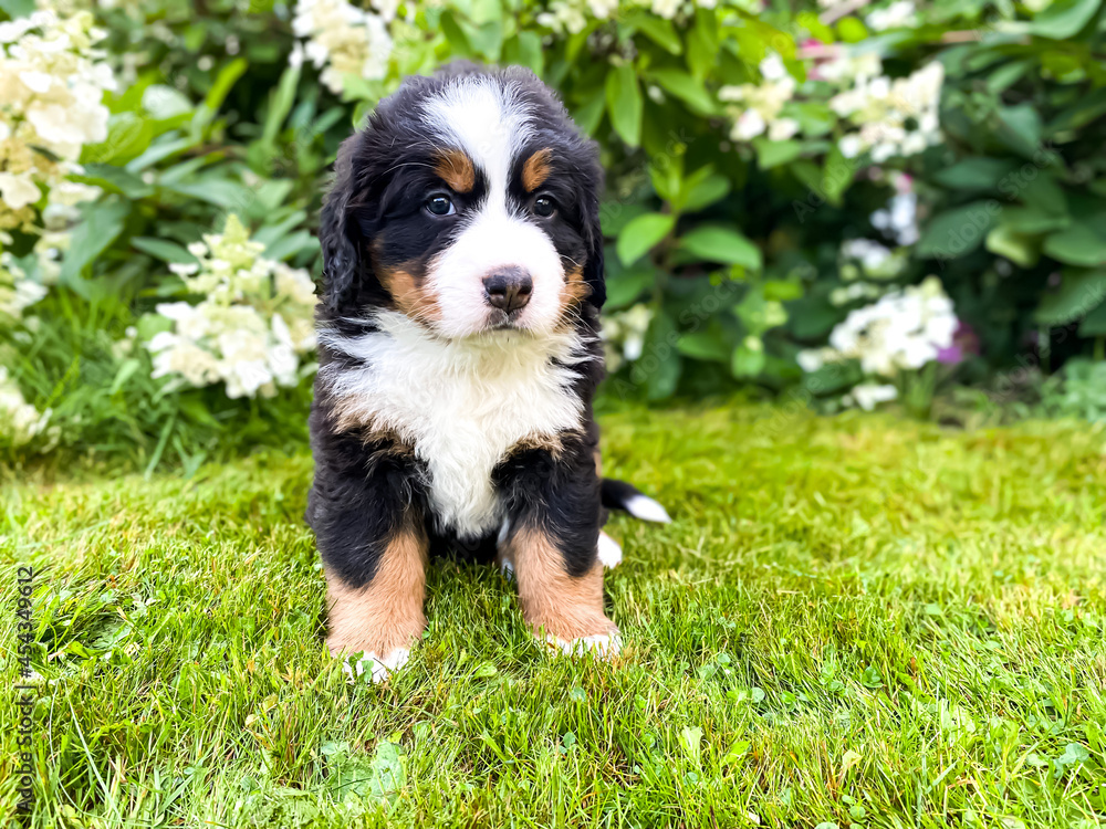 Bernese Mountain Dog, puppy sitting in the grass with some flowers in the background