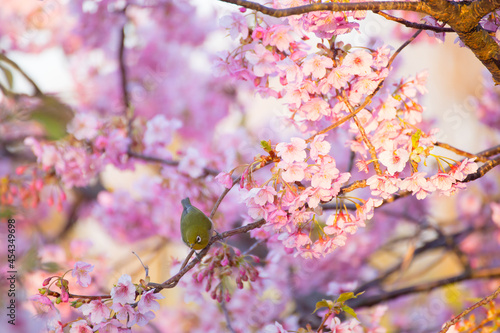 早春の河津桜とメジロ 広島県呉市蒲刈島 県民の浜