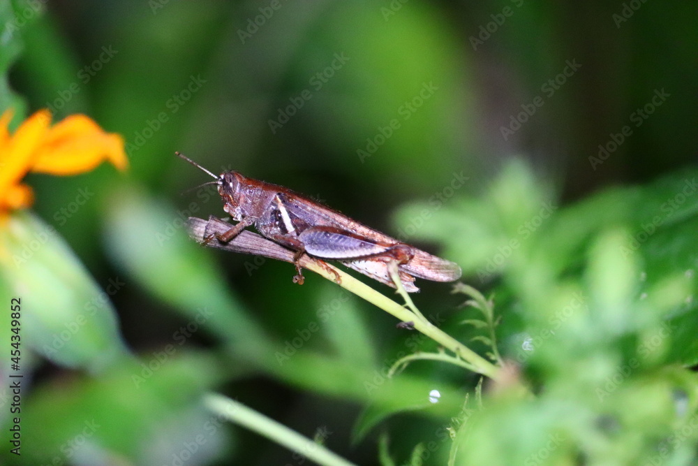 Grasshoppers are a group of insects belonging to the suborder Caelifera. Grasshoppers are a group of insects belonging to the suborder Caelifera.