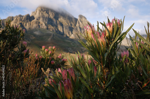 Flowering pink proteas (Burchell's Sugarbush) in bloom closeup against dramatic mountain background. photo