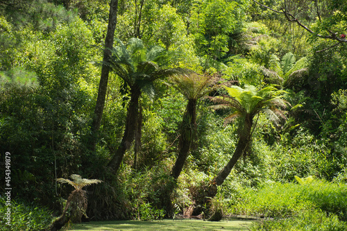 Floresta de xaxim em área com araucárias no Paraná, Brasil photo