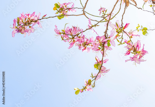 Pink flowers Bauhinia. Orchid tree blooming in springtime © xiaoliangge