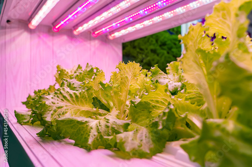 Fotografie, Tablou Organic hydroponic vegetable grow with LED Light Indoor farm,Agriculture Technol