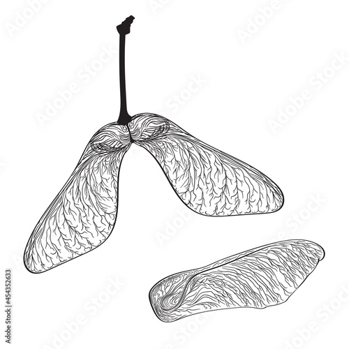 Black maple seeds isolated on white. Vector illustration