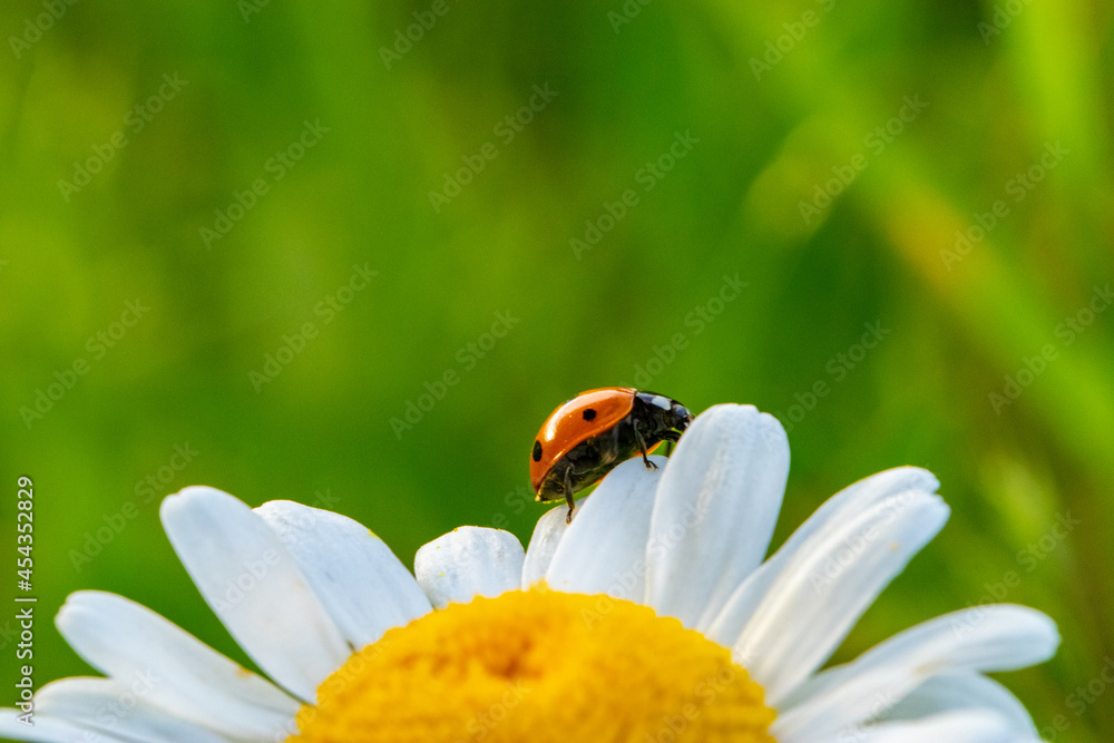 Fototapeta premium Mariquita paseando por una margarita. cocinnella septempuncata. Mariquita de siete puntos. Chrysanthemun leaucanthemum