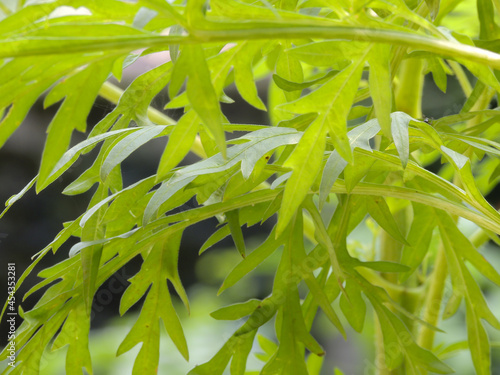 Closeup of the sweet wormwood. Artemisia annua. photo