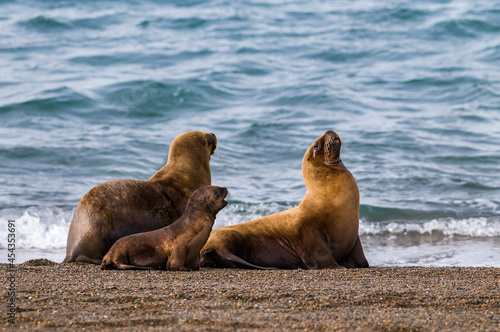 Female Sea Lion mother and pup, Peninsula Valdes, Patagonia, Argentina