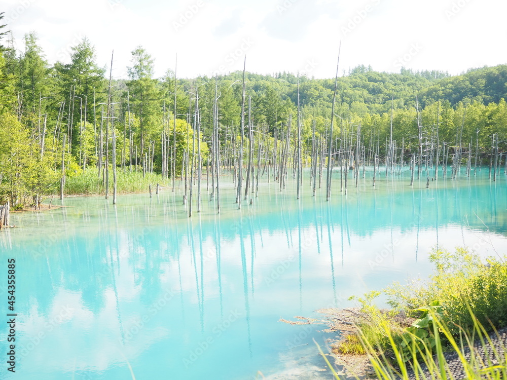 北海道の美瑛の観光地「青い池」