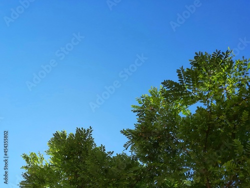 trees and blue sky background 