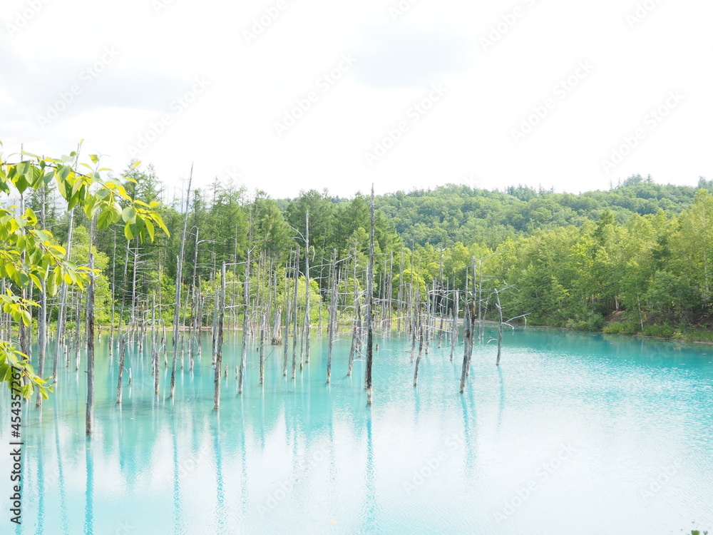 北海道の美瑛の観光地「青い池」