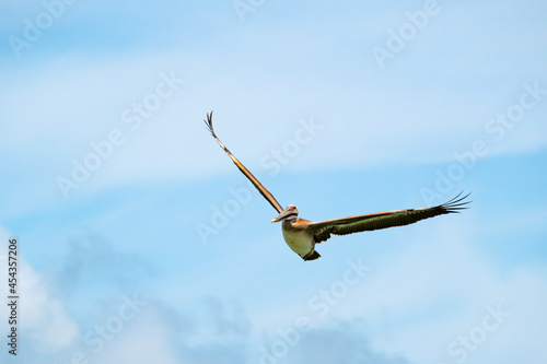 Brown Pelican, with V-shaped wings, soars in a blue sky. © Daniel