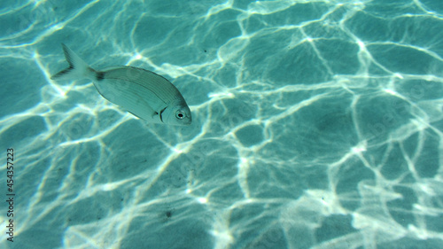 small fish in the clear crystal water in the ocean in sardinia - snorkeling and travel destination