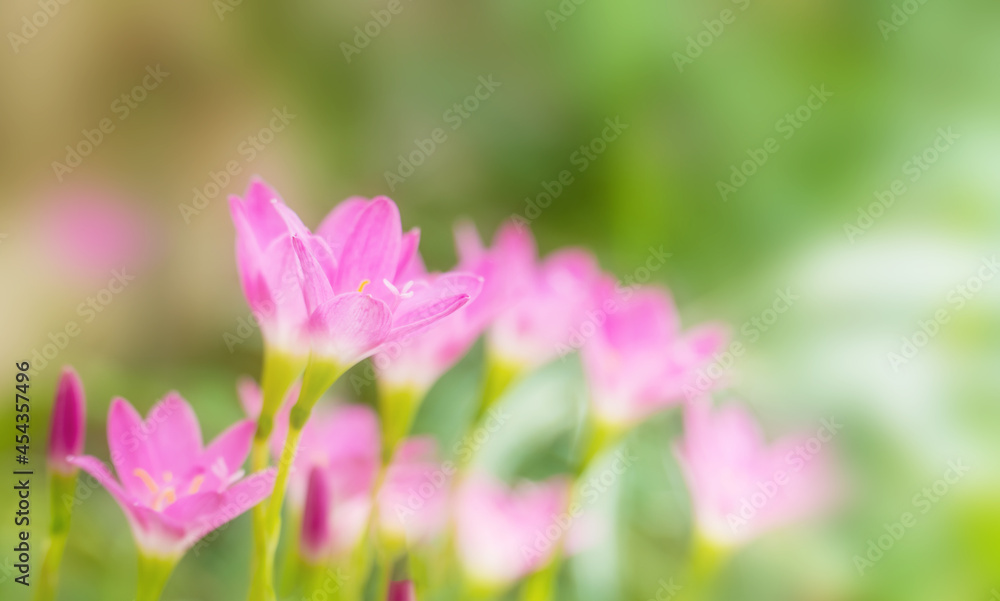 Beautiful pink rain lily flower field or Zephyranthes Grandiflora on bokeh blurred background, Selective focus. Shallow DOF. copy space for text. Beautiful pink rain lily flower field or Zephyranthes Grandiflora on bokeh blurred background, Selective focus. Shallow DOF. copy space for text.
