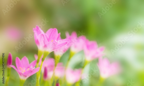 Beautiful pink rain lily flower field or Zephyranthes Grandiflora on bokeh blurred background, Selective focus. Shallow DOF. copy space for text. © pornpun