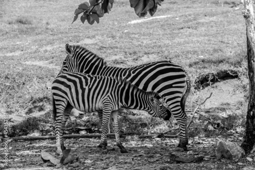 Fotografie Cebras en la Hacienda Nápoles en Colombia, Pablo Escobar