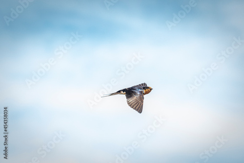 Barn swallow swoops around, looking for its next meal. Vibrant colored bird flying against cloudy blue sky background. Single Hirundo rustica in the air. 