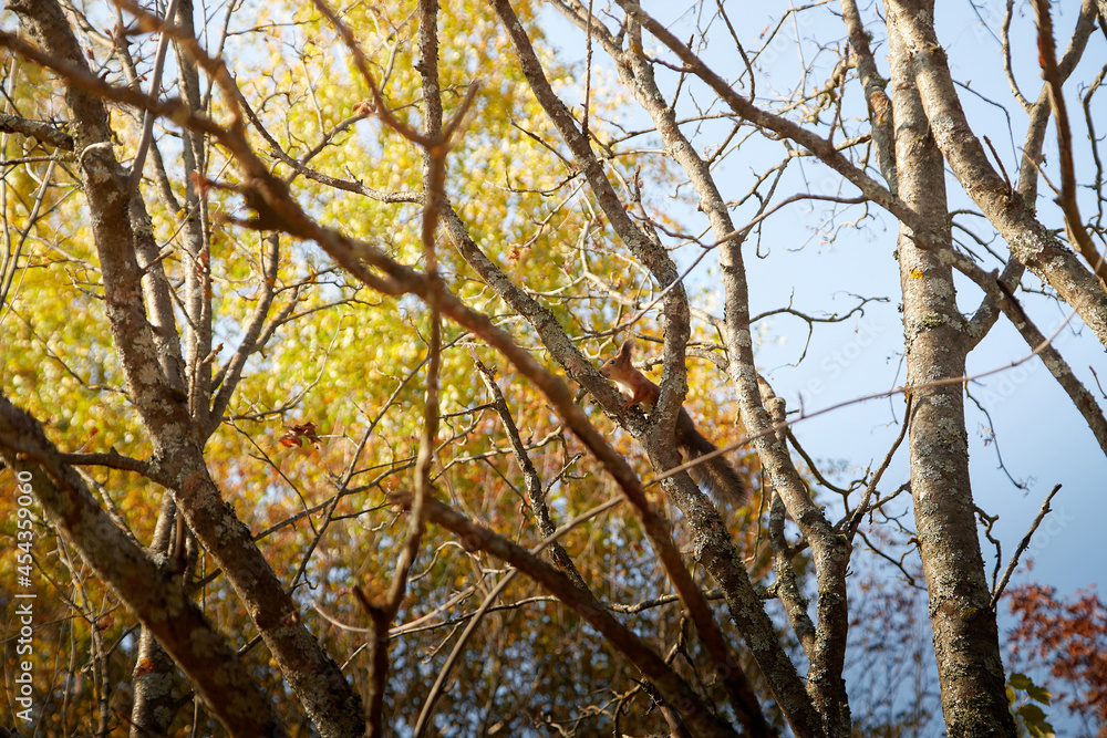 Portrait with beautiful fluffy red squirrel sitting in autumn Park on a tree and bright Golden foliage on background Portrait with beautiful fluffy red squirrel sitting in autumn Park on a tree and bright Golden foliage on background