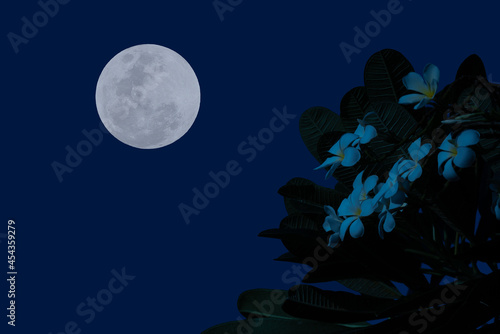 Full moon on the sky with flowers tree branch at night. photo