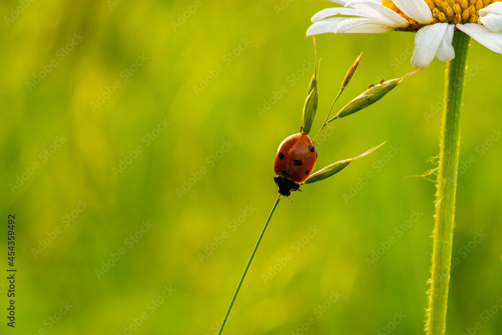 Naklejka premium Mariquita paseando por una margarita. cocinnella septempuncata. Mariquita de siete puntos. Chrysanthemun leaucanthemum
