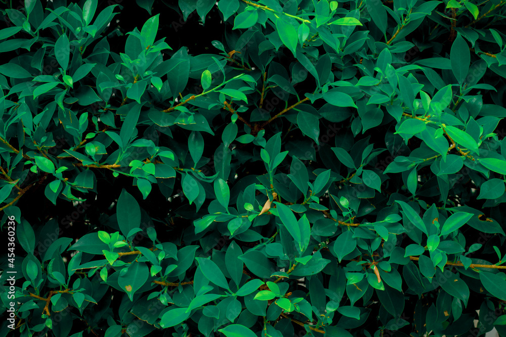 Closeup nature view of green leaf background Closeup nature view of green leaf background