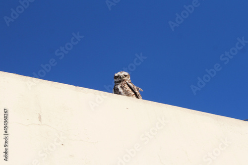 Meme of an owl squinting its eyes. 