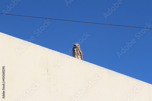 Owl on a roof.