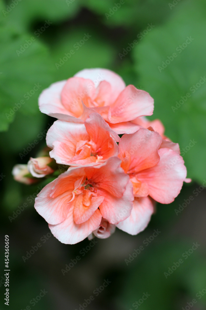 Colorful blooming pelargonium flower