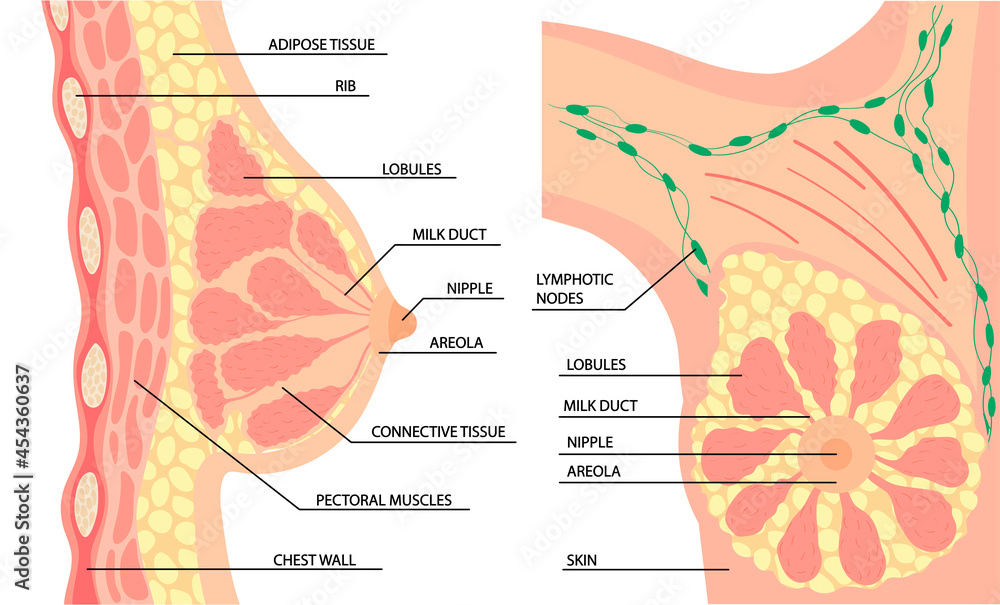 anatomy of the female breast side and front view. vector in cartoon simple style