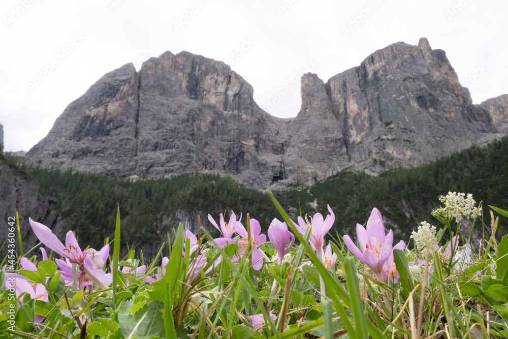 View of Sellaronda near Colfosco - cascate Piscandu' - close up flowers View of Sellaronda near Colfosco - cascate Piscandu' - close up flowers