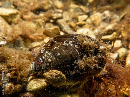 A close-up picture of a blue mussel, Mytilus edulis, in cold Northern European waters