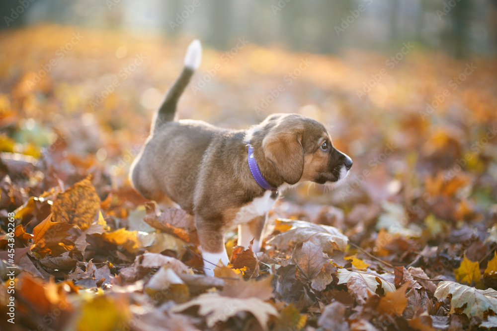 Front view of little brown dog playing and walking in forest. Concept of dog on an autumn walk. Front view of little brown dog playing and walking in forest. Concept of dog on an autumn walk.