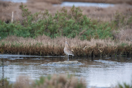 Eurasian Curlew  Numenius arquata  feeding by the sea.