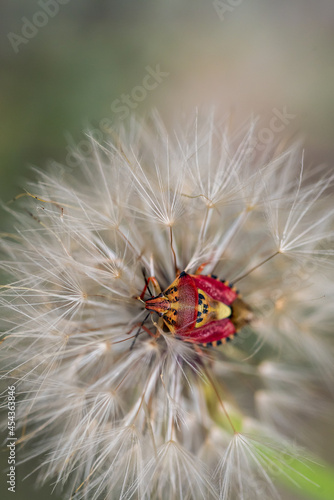 Red vegetable patterned bug on white dandelion