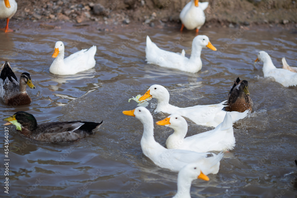 Obraz premium Patos nadando