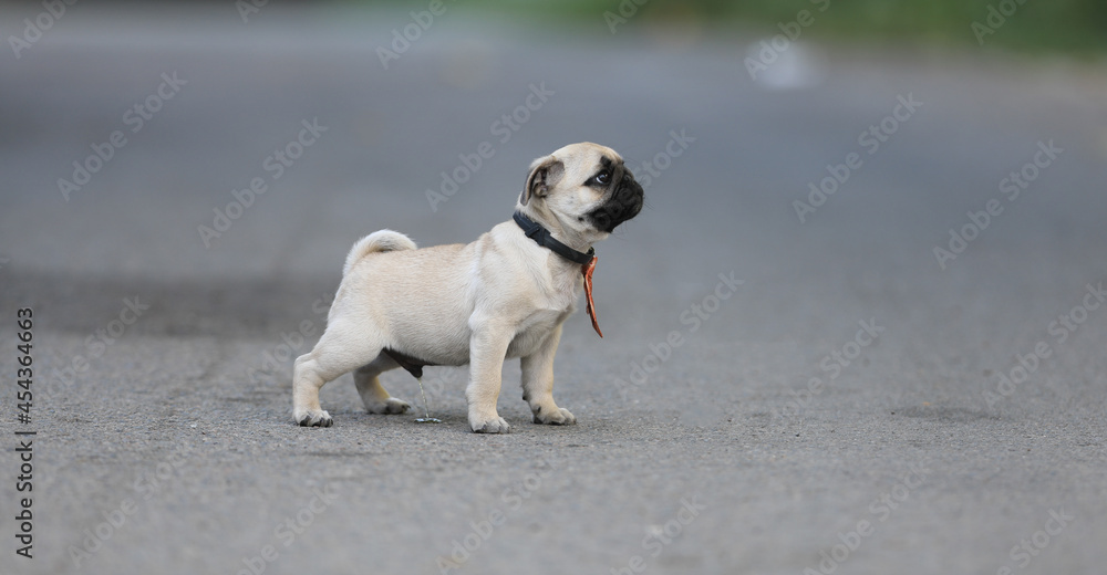 Obraz premium cute puppy pug dog playing on in the yard