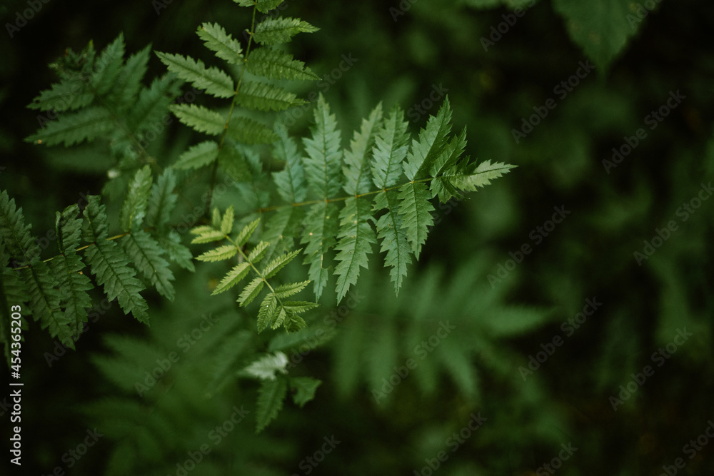 Nomad life. Camping in pandemic times. Tourism in woods. Natural beauty of forest Nomad life. Camping in pandemic times. Tourism in woods. Natural beauty of forest