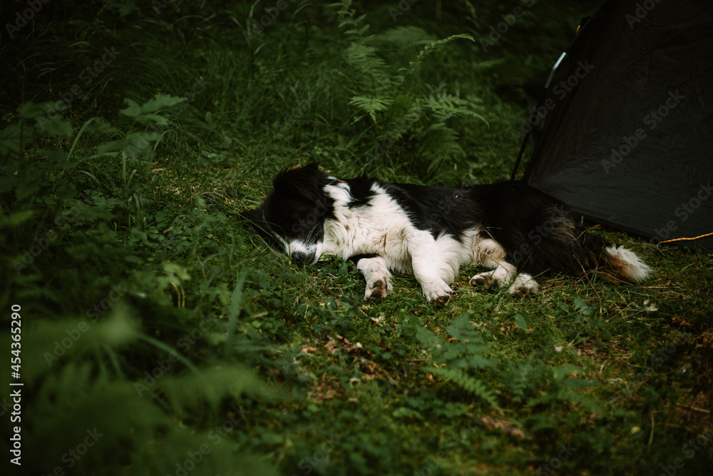 A dog sleeps near the tent. adventures with pets. camping in forest A dog sleeps near the tent. adventures with pets. camping in forest