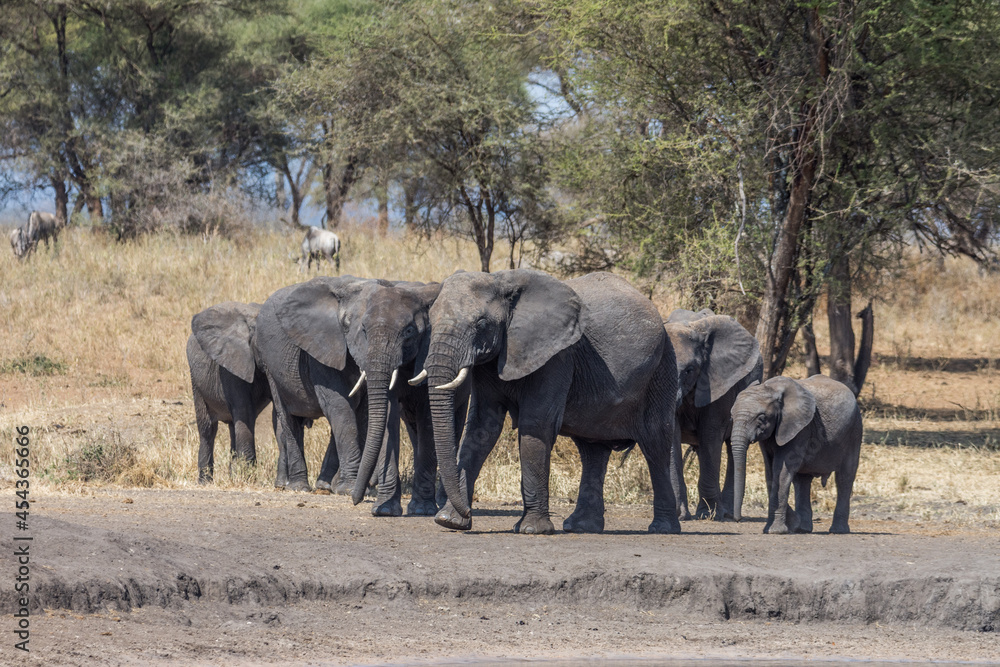 Eléphant d'Afrique Eléphant d'Afrique